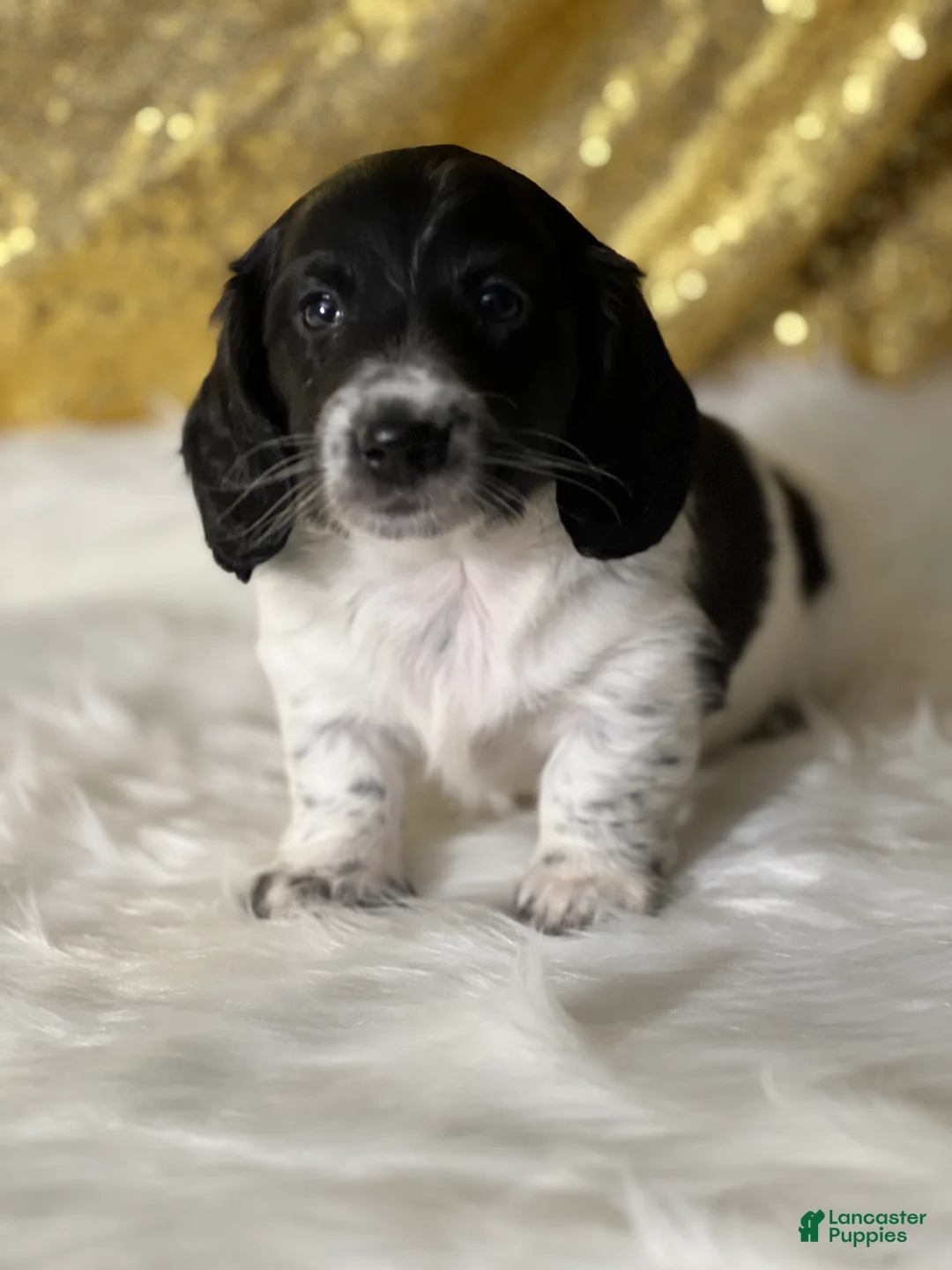 Dachshund dogs for sale: Riley - Ad 1