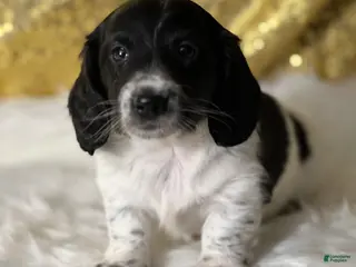 Dachshund dogs Riley - Ad 20