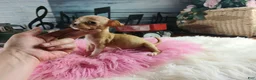 Chihuahua dogs for sale: Vanillas fawn white girl. Hand Delivery  - Ad 8