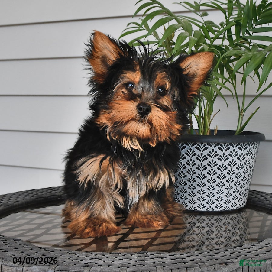 Yorkshire Terrier dogs Ranger - Ad 1
