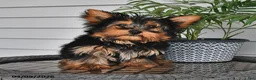 Yorkshire Terrier dogs for sale: Ranger - Ad 6