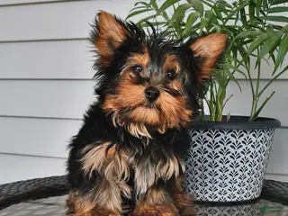 Yorkshire Terrier dogs for sale: Ranger - Ad 2