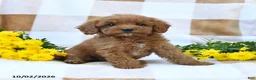 Cockapoo dogs for sale: Marvin - Ad 2