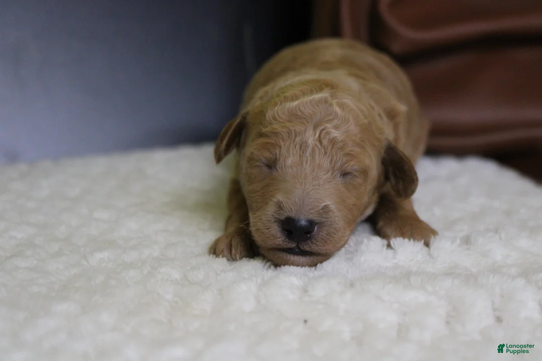 Goldendoodle dogs for sale: Gnocchi  - Ad 1
