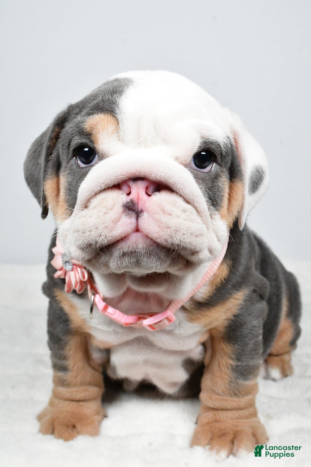 English Bulldog dogs for sale: Tristan - Ad 8
