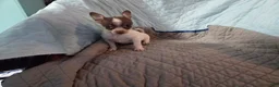 Chihuahua dogs for sale: Chihuahua 3 - Ad 4
