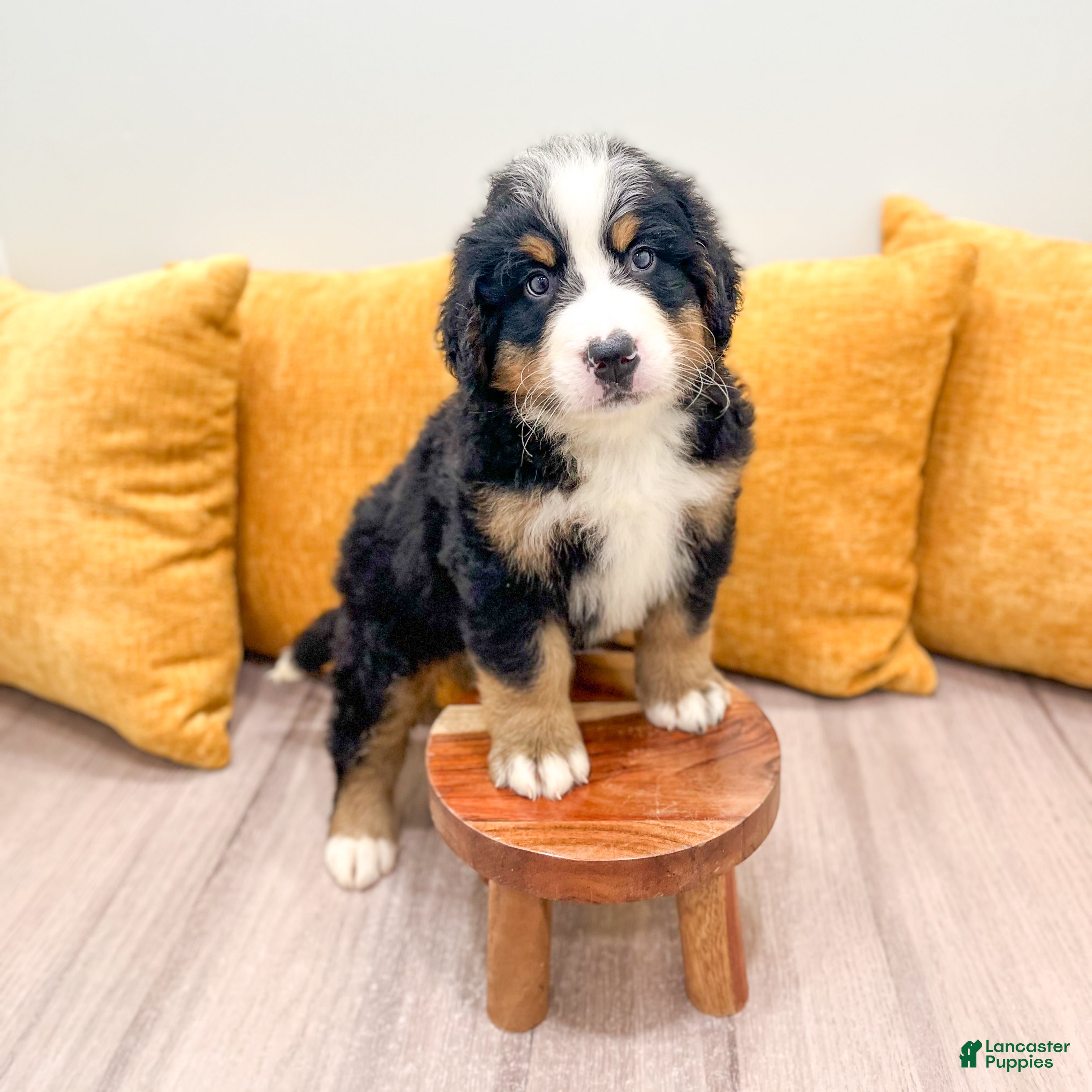Bernese Mountain Dog dogs Bandit - Ad 2
