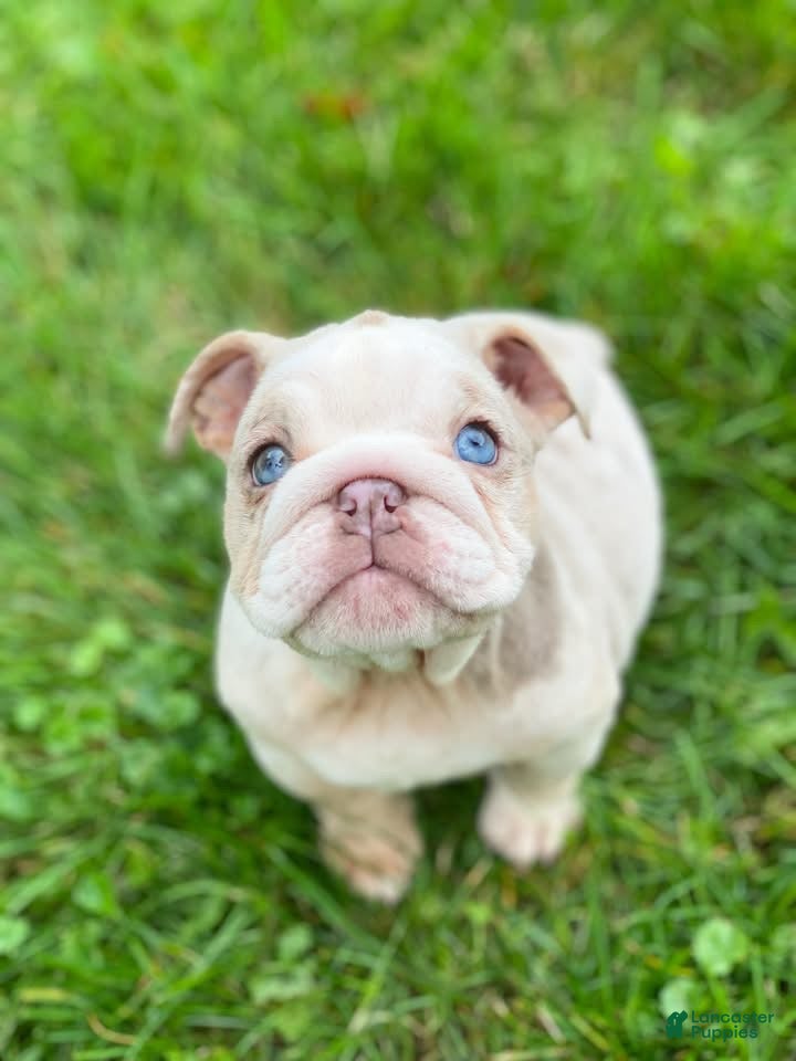 English Bulldog dogs ELOISE - Ad 13