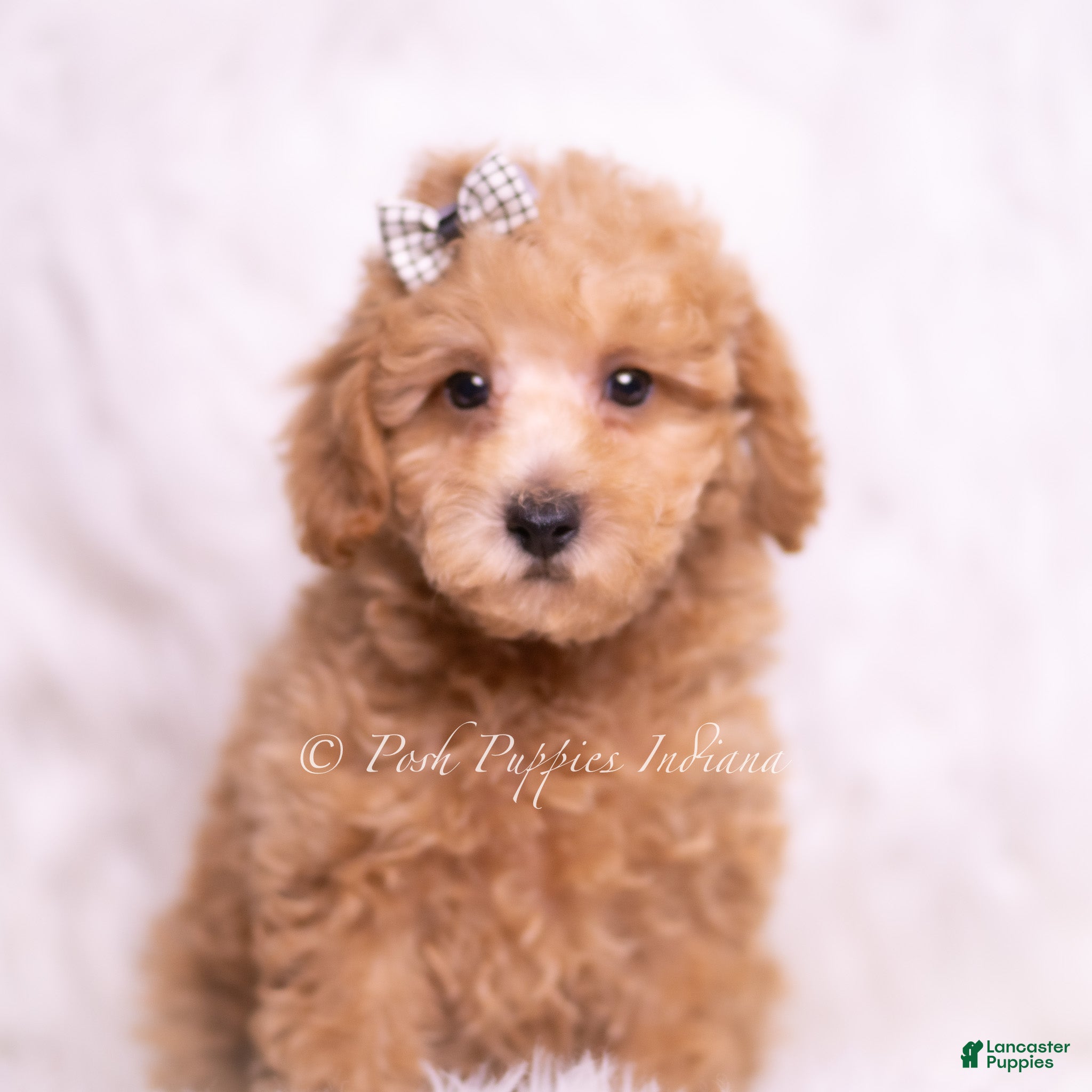 Maltipoo dogs Tweetie - Ad 21