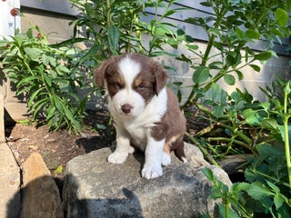Australian Shepherd dogs - Ad 18