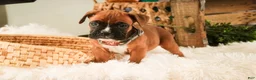 Boxer dogs for sale: Espresso - Ad 7