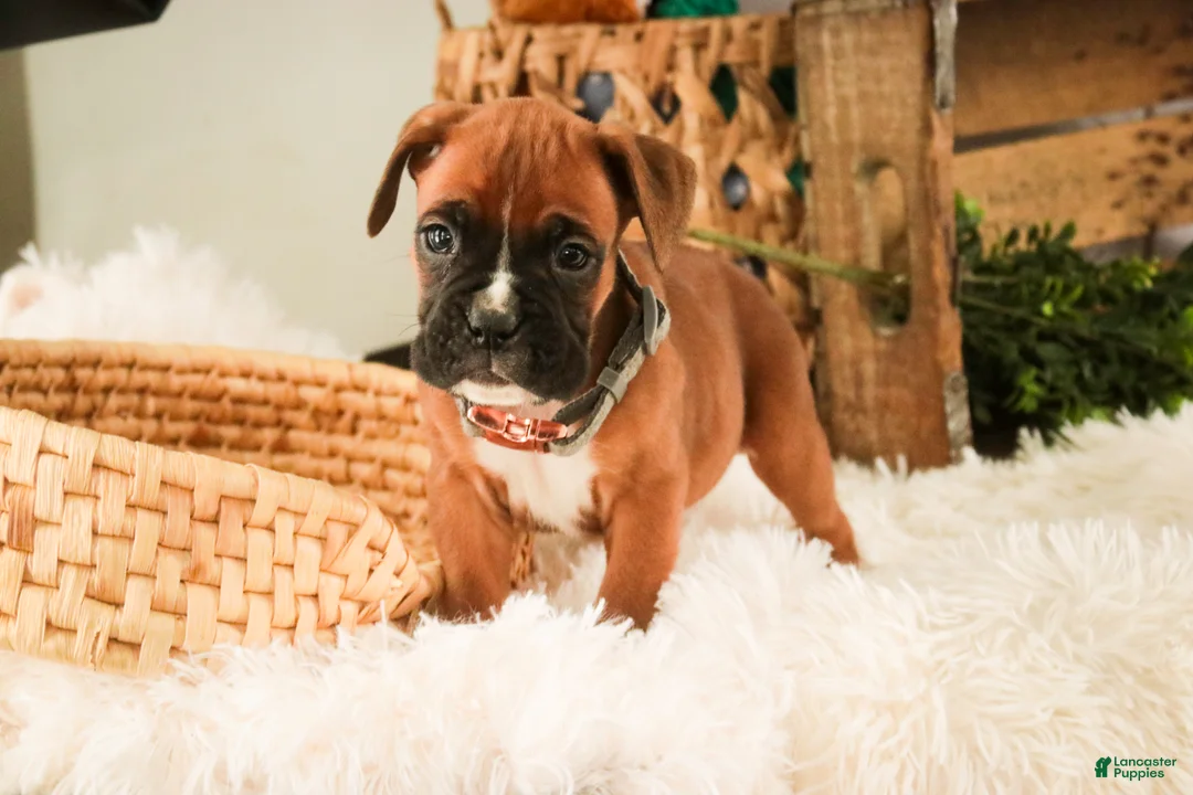 Boxer dogs for sale: Espresso - Ad 7