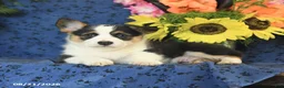 Welsh Corgi Pembroke dogs for sale: Gloria - Ad 9