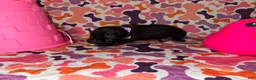 Cane Corso dogs for sale: Light Purple Collar Female - Ad 6