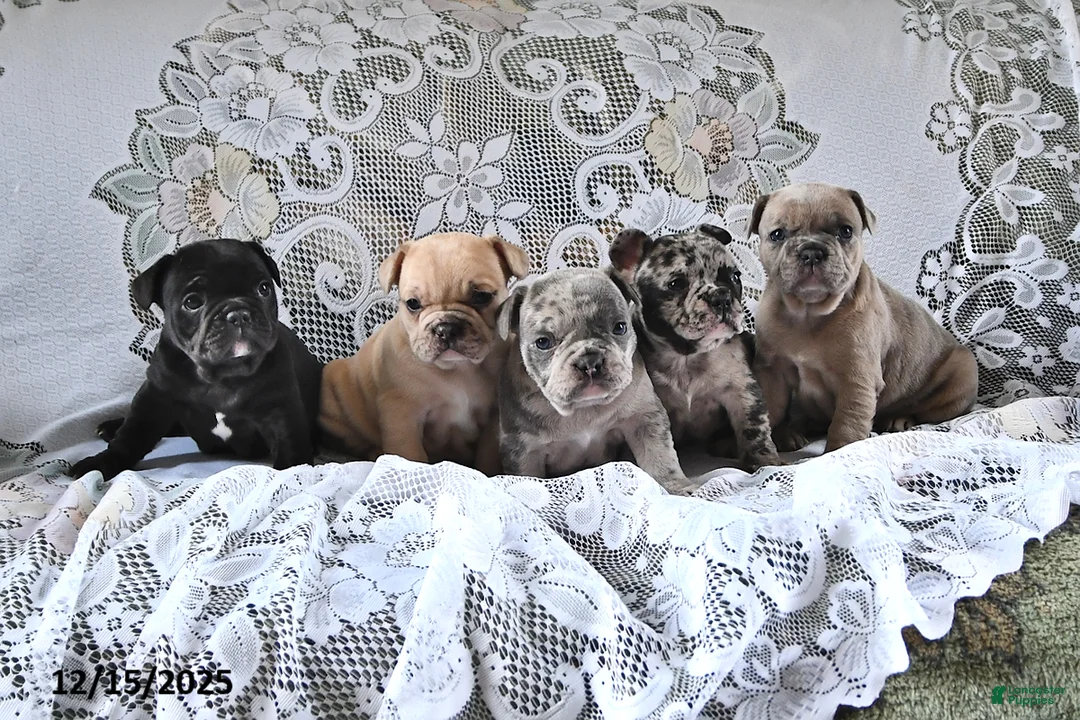 French Bulldog dogs for sale: Hershey - Ad 10