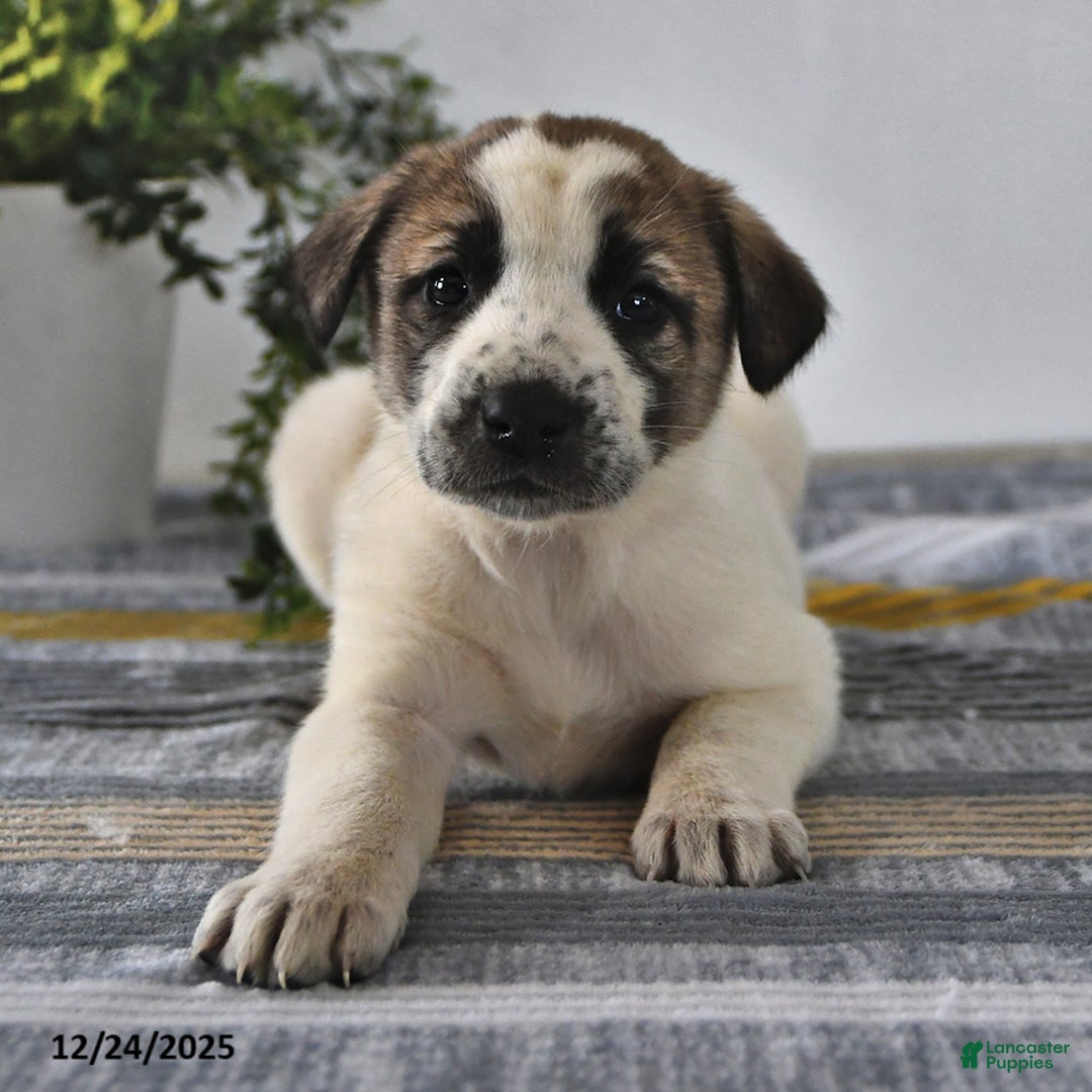 Mixed Breed dogs for sale: Sophia - Ad 3