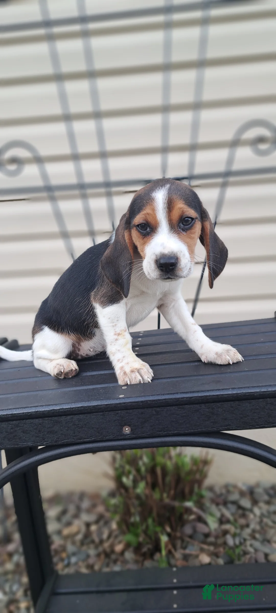 Beagle dogs for sale: WILLOW - Ad 2
