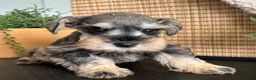 Miniature Schnauzer dogs for sale: Teddy - Ad 4