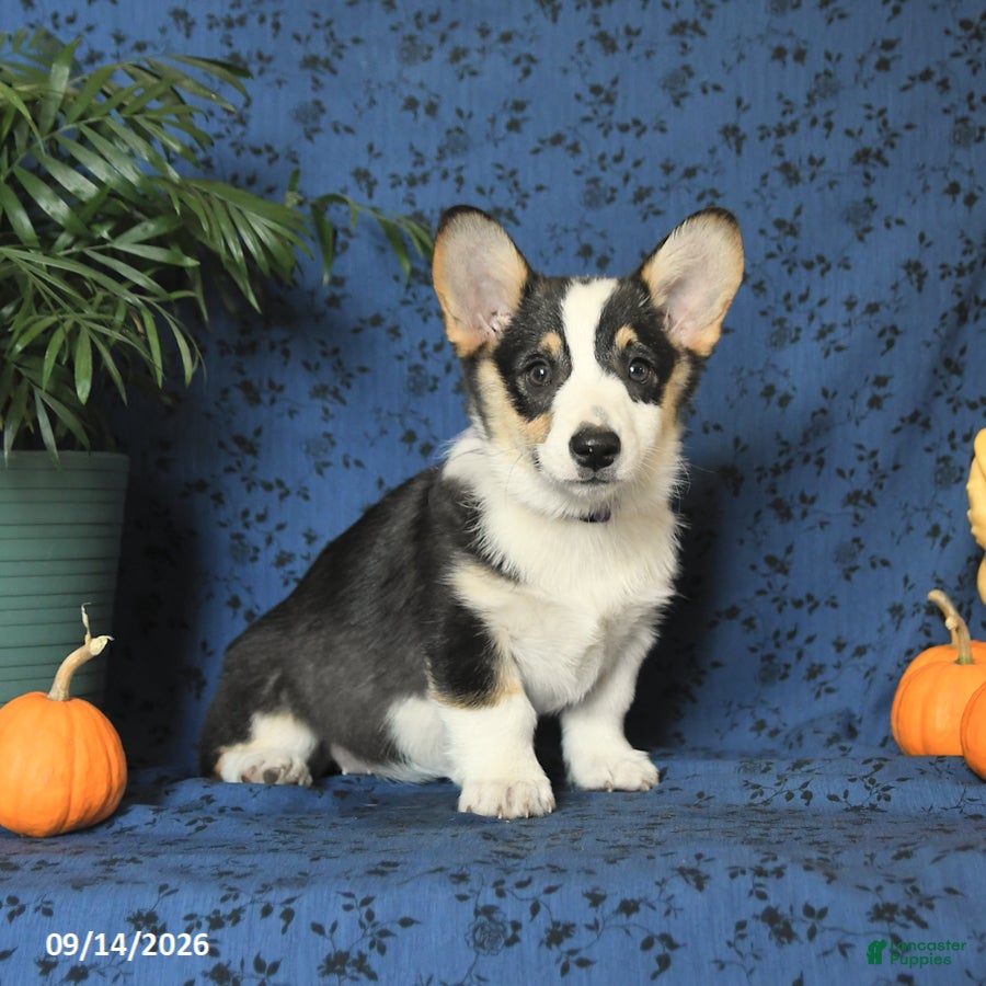 Welsh Corgi Pembroke dogs Lilac - Ad 2