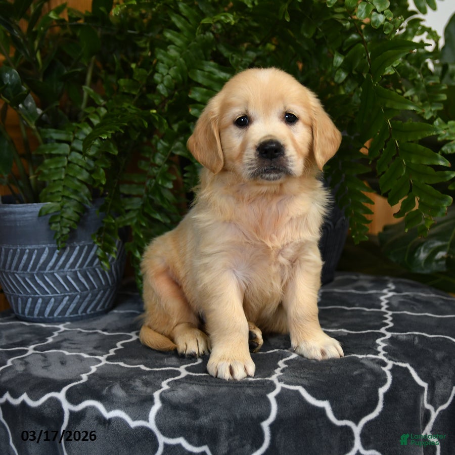 Golden Retriever dogs Hadley - Ad 1