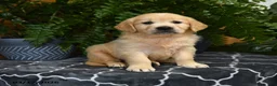 Golden Retriever dogs for sale: Hadley - Ad 1