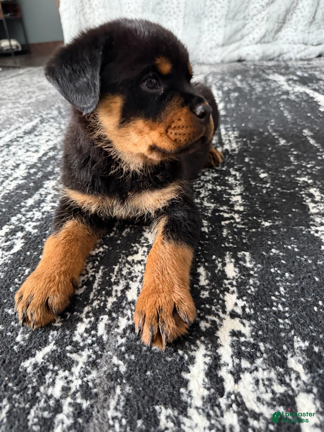 Rottweiler dogs for sale: Rottweiler Puppy 2 - Ad 1