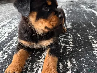 Rottweiler dogs for sale: Rottweiler Puppy 2 - Ad 1