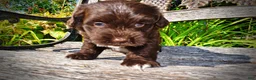 Havapoo dogs for sale: Hershey - Ad 6