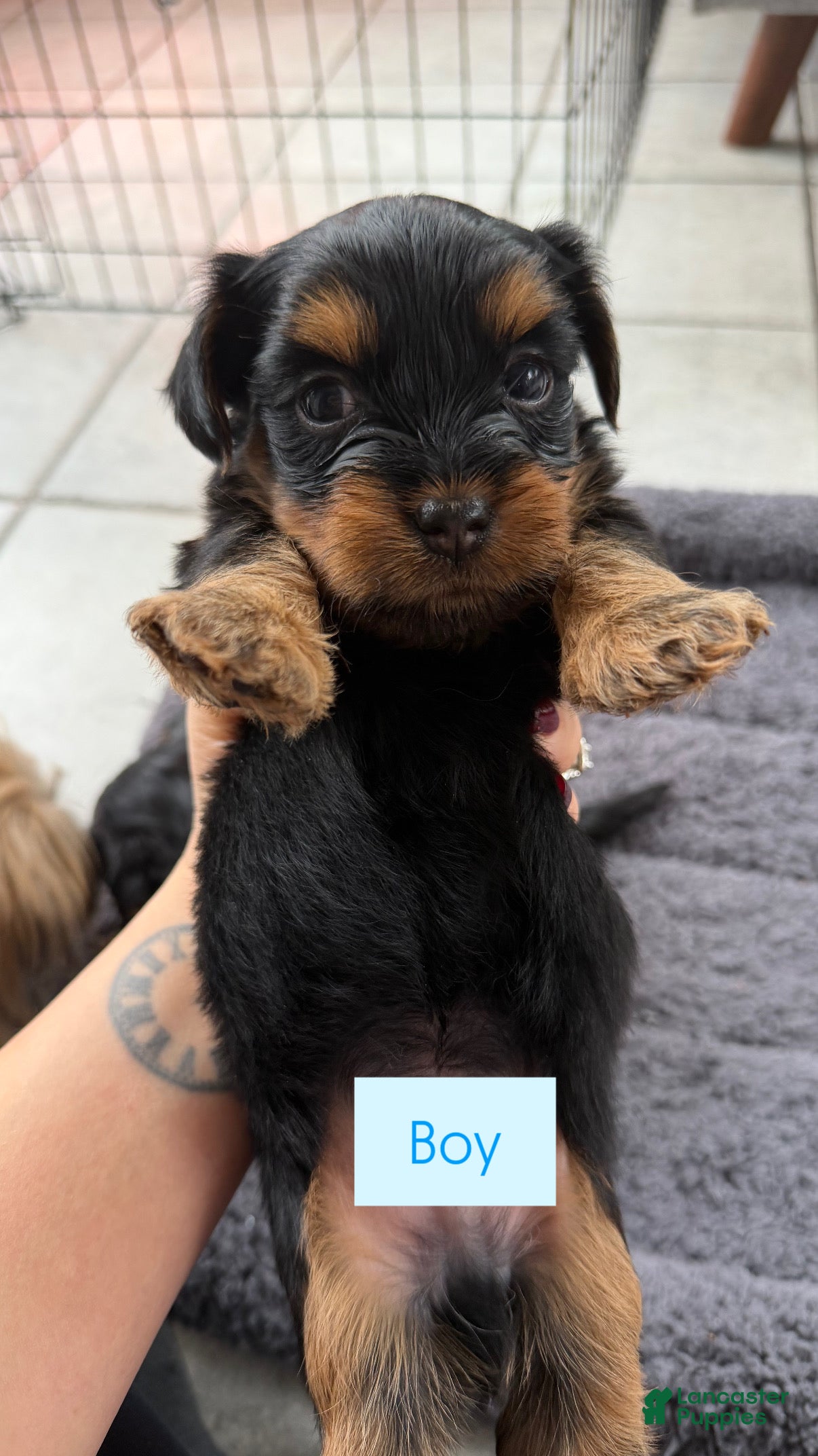 Shorkie dogs Shorkie Puppy 1 - Ad 6