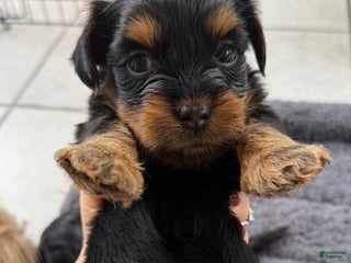 Shorkie dogs Shorkie Puppy 1 - Ad 6