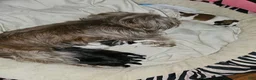 Shih Tzu dogs for sale: Crypto  - Ad 2