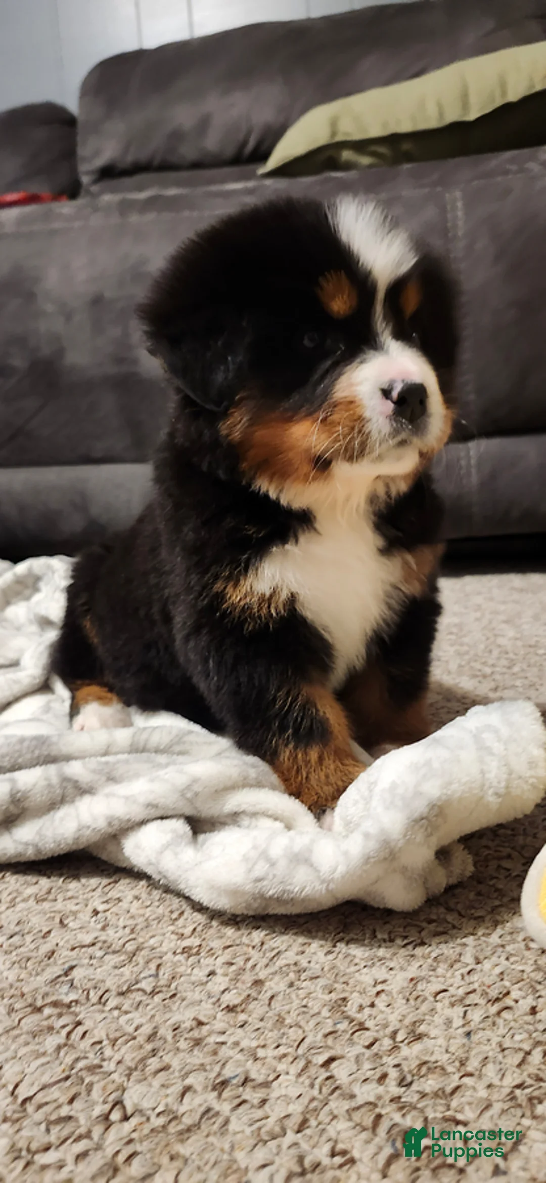 Bernese Mountain Dog dogs for sale: Brinlee - Ad 2