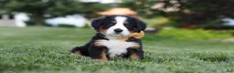Bernese Mountain Dog dogs for sale: Denali - Ad 1