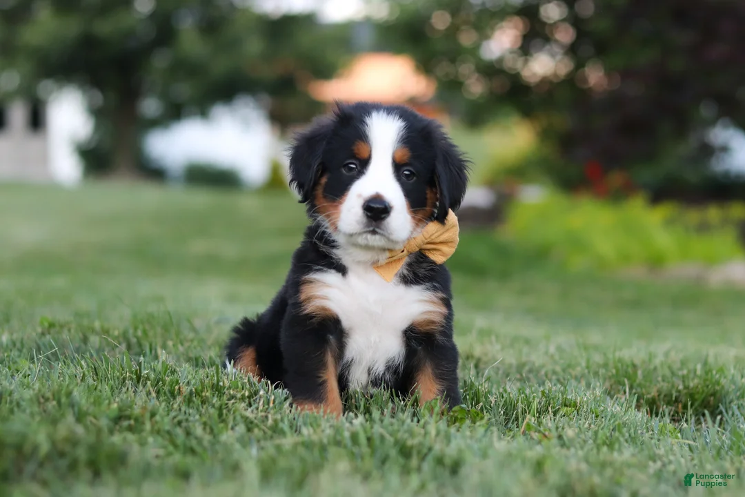 Bernese Mountain Dog dogs for sale: Denali - Ad 1