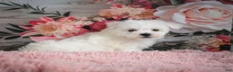 Bichon Frise dogs for sale: Meverick - Ad 11