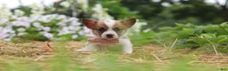 Welsh Corgi Pembroke dogs for sale: Pepper - Ad 5