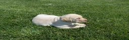 Labrador Retriever dogs for sale: Labrador Retriever Puppy 1 - Ad 10