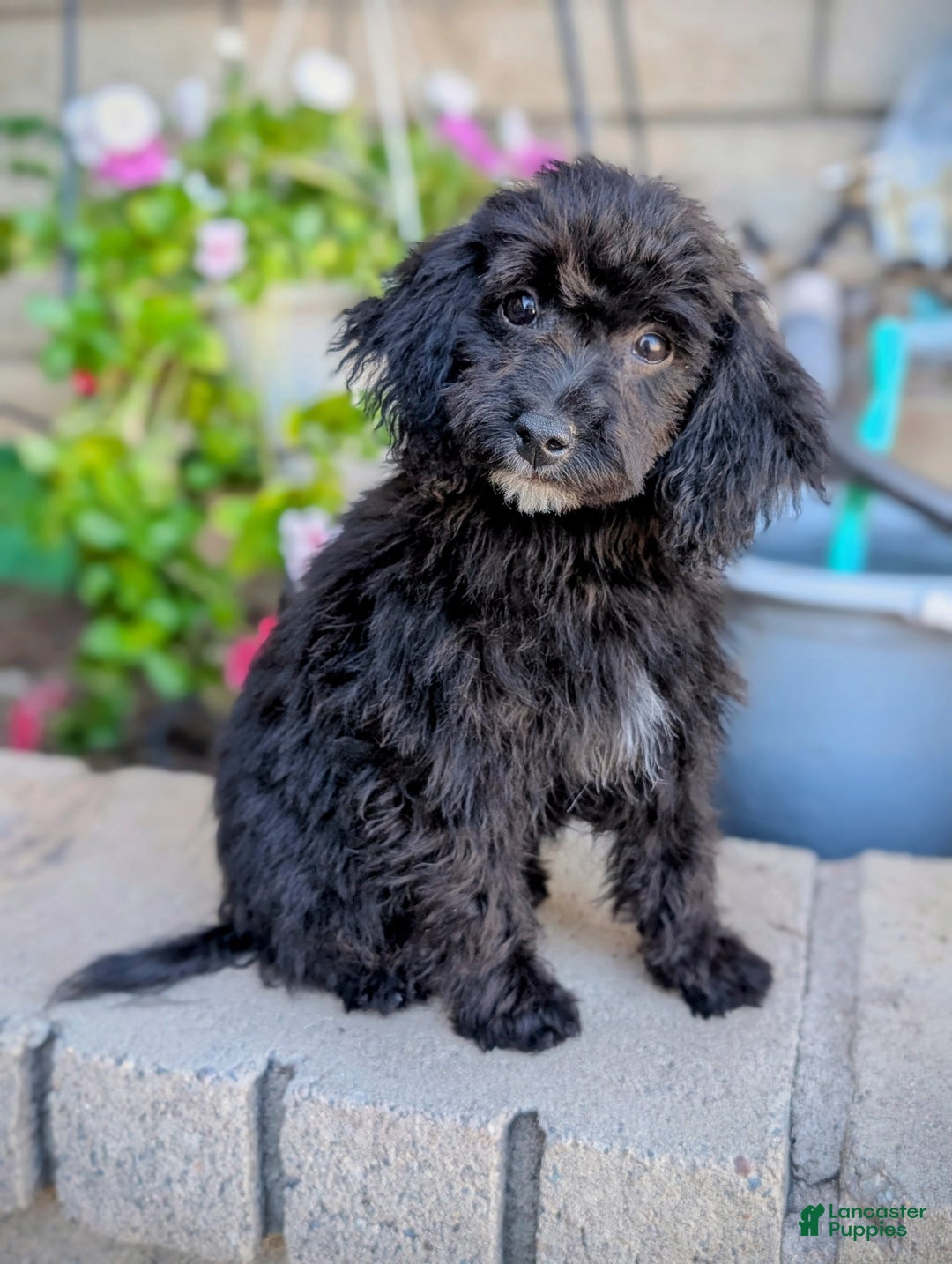 Miniature Poodle dogs for sale: Sirius  - Ad 5