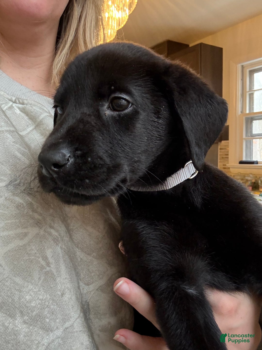 Labrador Retriever dogs for sale: Labrador Retriever Puppy- Grey collar - Ad 3