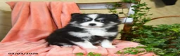 Pomsky dogs for sale: Sophie - Ad 2