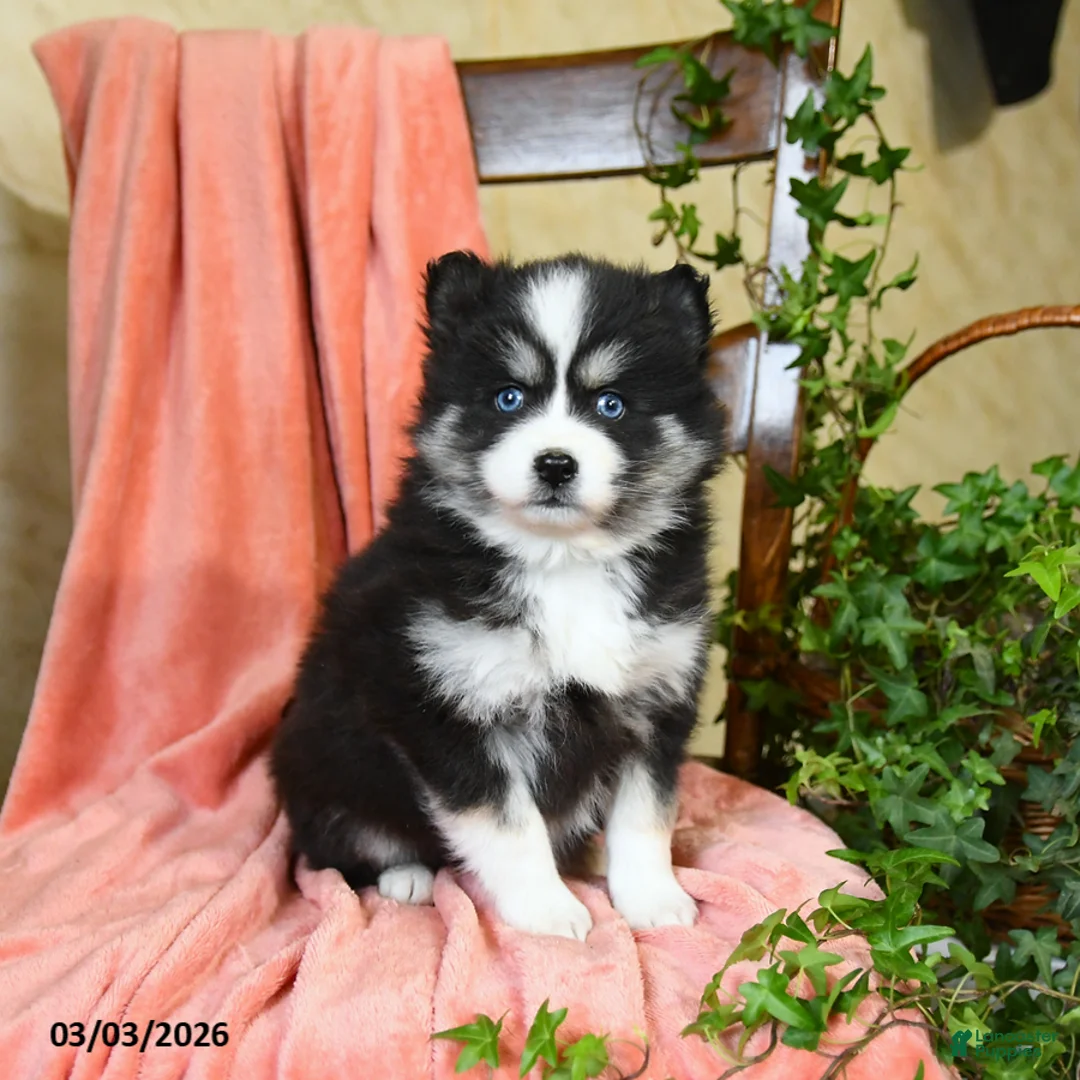 Pomsky dogs for sale: Sophie - Ad 2