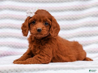 Cavapoo dogs Lisa Cavapoo Pup - Ad 21