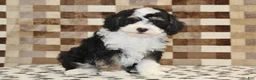 Mini Bernedoodle dogs for sale: Bandit - Ad 4