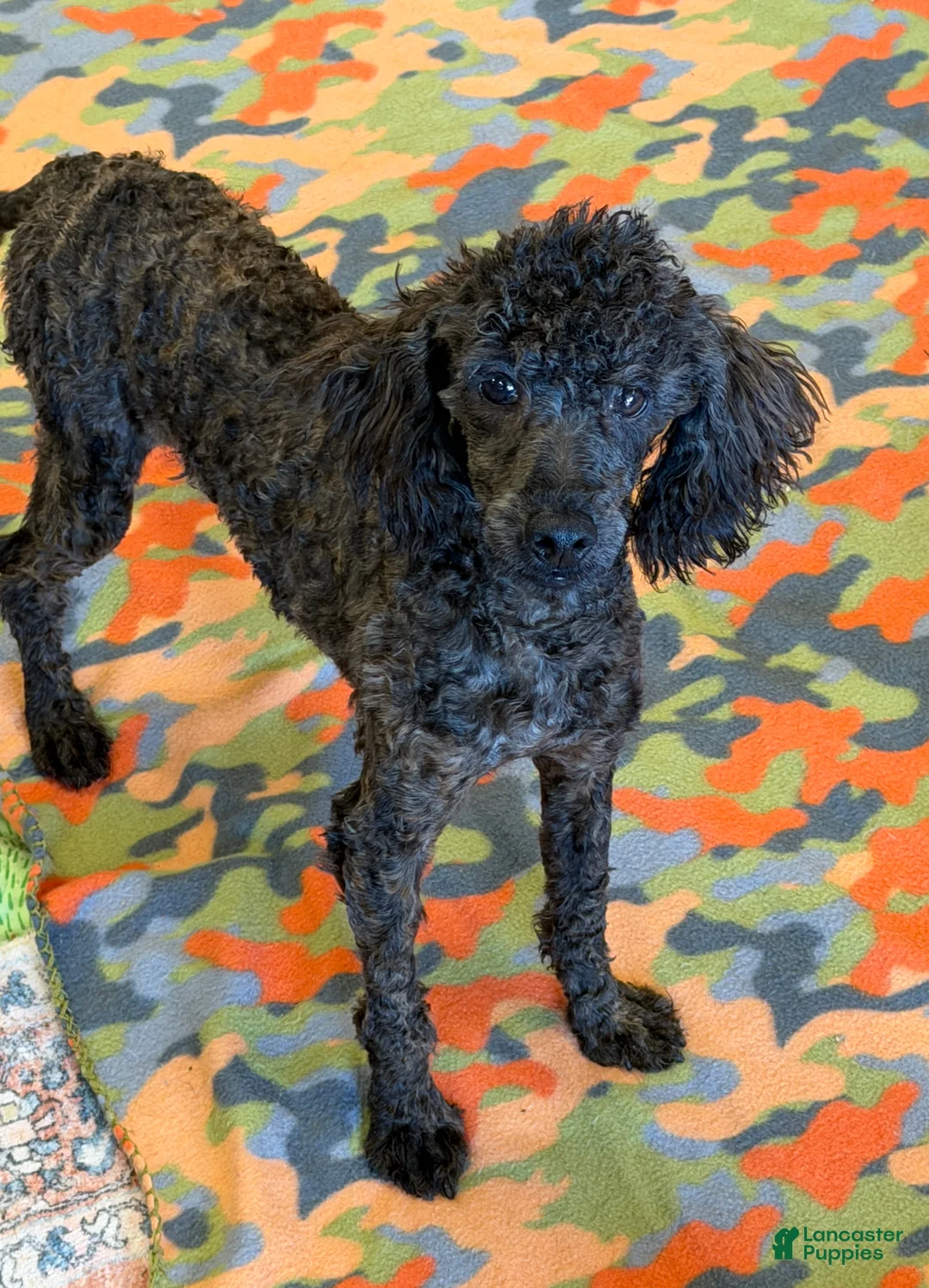 Miniature Poodle dogs for sale: Rascal - Ad 2