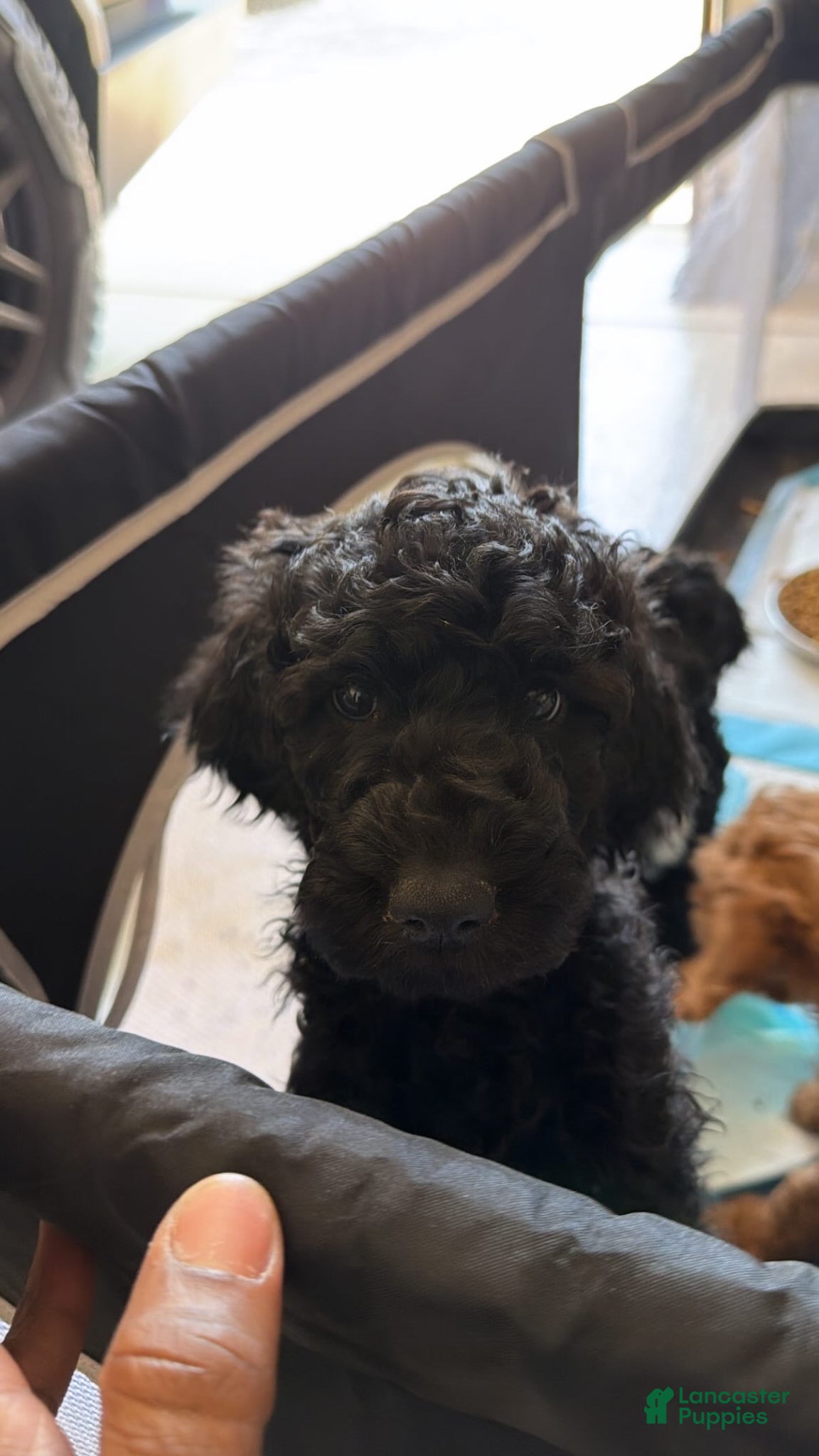 Goldendoodle dogs Goldendoodle Puppy 3 - Ad 2