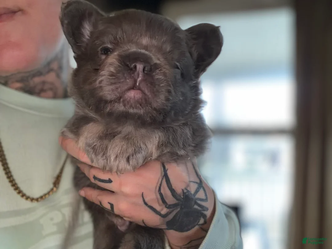 French Bulldog dogs for sale: French Bulldog Puppy 1 - Ad 1