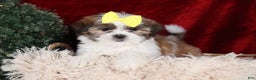 Shih Tzu dogs for sale: Norrie - Ad 19