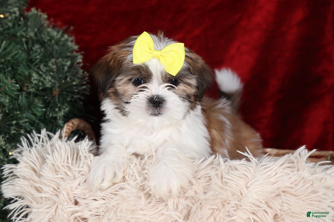 Shih Tzu dogs for sale: Norrie - Ad 19
