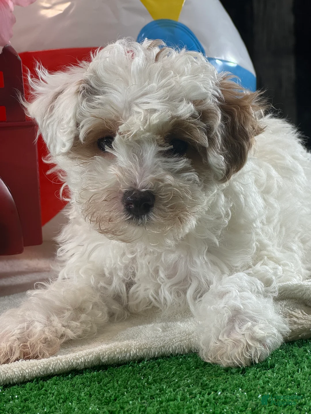 Toy Poodle dogs for sale: Naomi - Ad 3