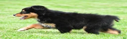 Australian Shepherd dogs for sale: Becka - Ad 11